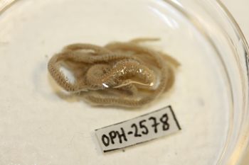 Media type: image;   Invertebrate Zoology OPH-2578 Description: Preserved specimen.;
